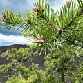 Pine cones blooming